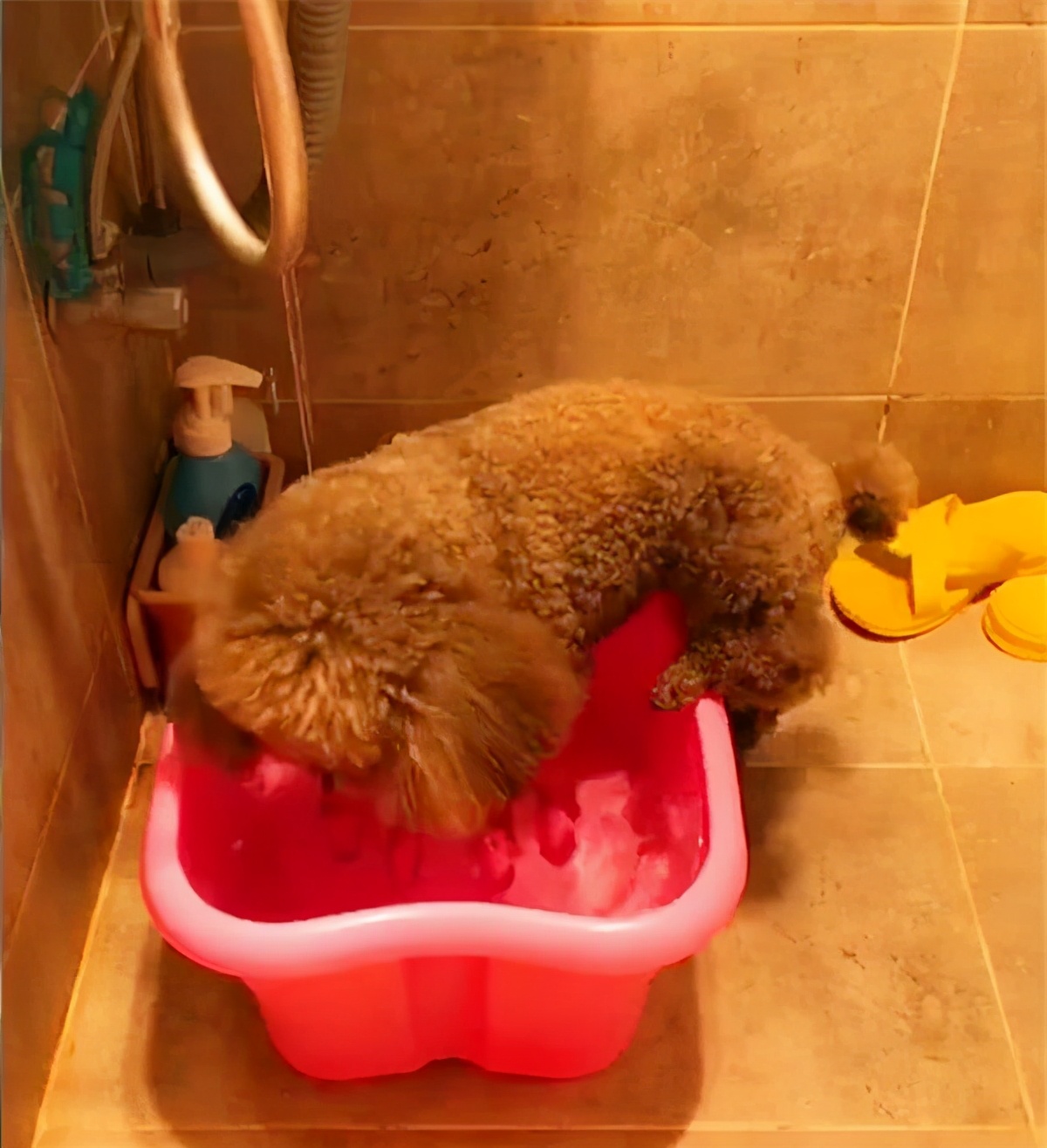 泰迪犬一般多少天洗一次澡,泰迪犬多久洗澡一次