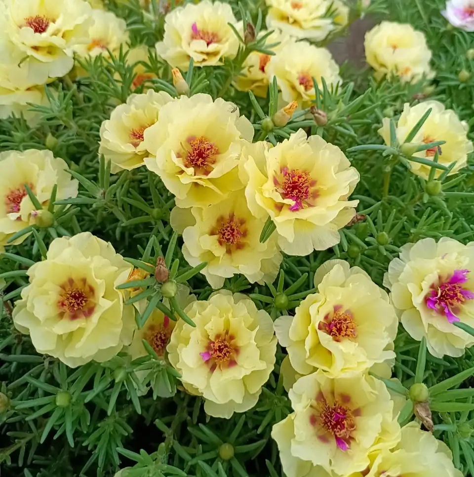 浇水过多死的植物,最容易浇死的6种花