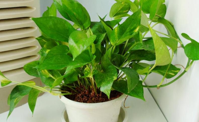 绿萝在家养到底好不好,为什么养绿萝不好