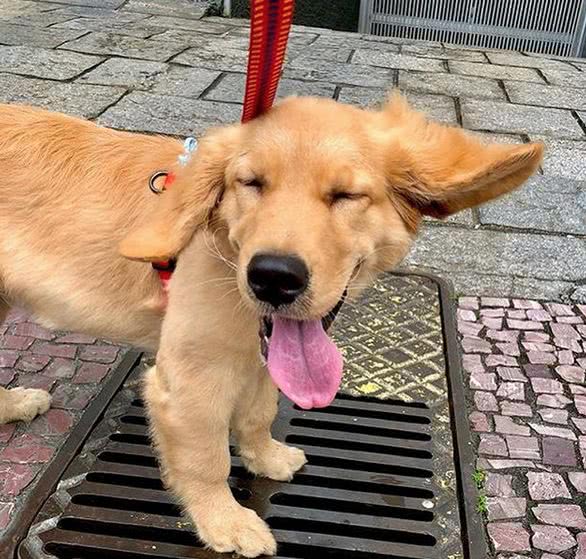 金毛和拉布拉多养谁最好,这辈子养的狗狗