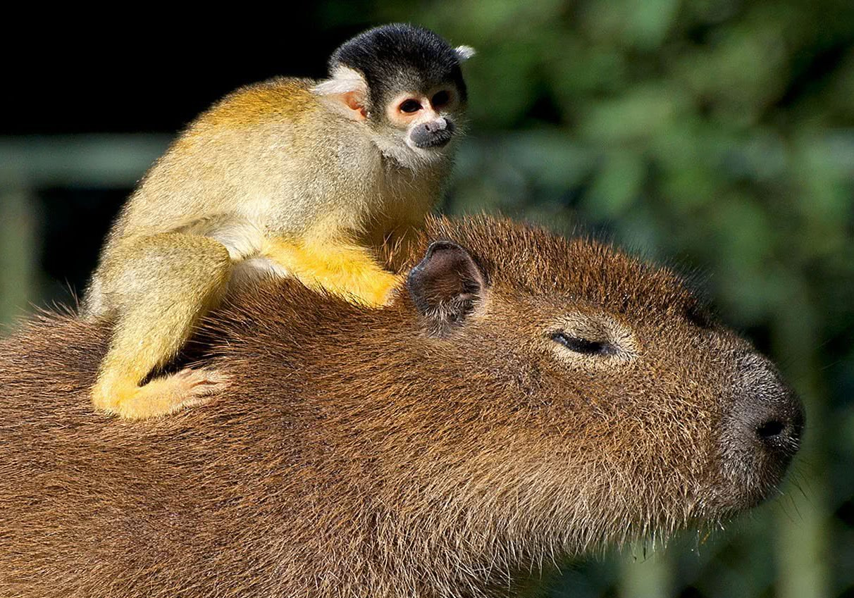为什么说水豚是动物界的交际花,水豚不得不说是动物界的交际达人