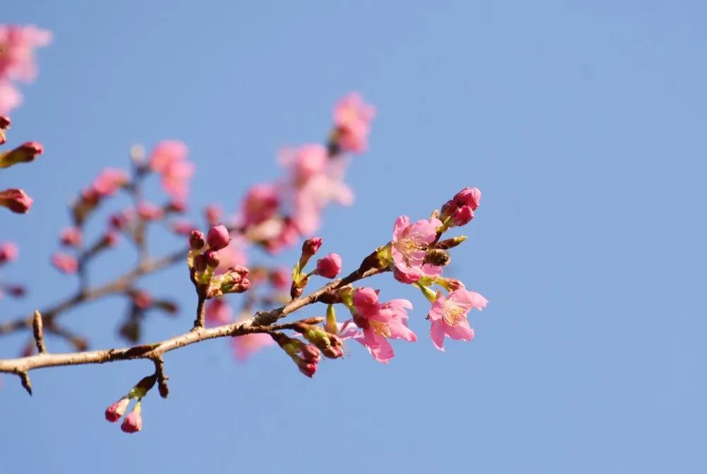 阳春3月桃花与油菜花交相辉映,三月的油菜花和樱花好看吗