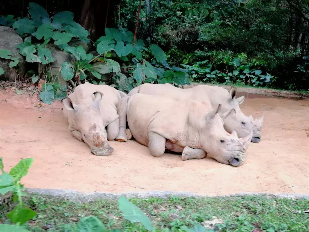 广州长隆动物园最全游玩攻略成人,去广州长隆野生动物园玩真实视频