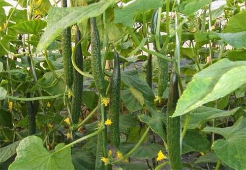 黄瓜如何浇水施肥和管理,黄瓜浇水的正确方法
