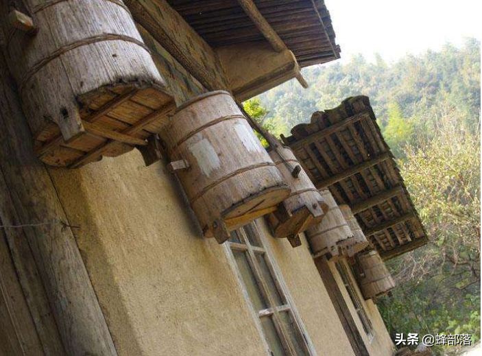 土法养蜂分蜂时怎么防止蜂群飞逃,蜜蜂人工分蜂几米远如何防止回蜂