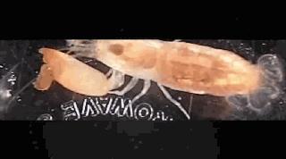 瞬间发射4000度高温的虾,能喷出100度高温的虾