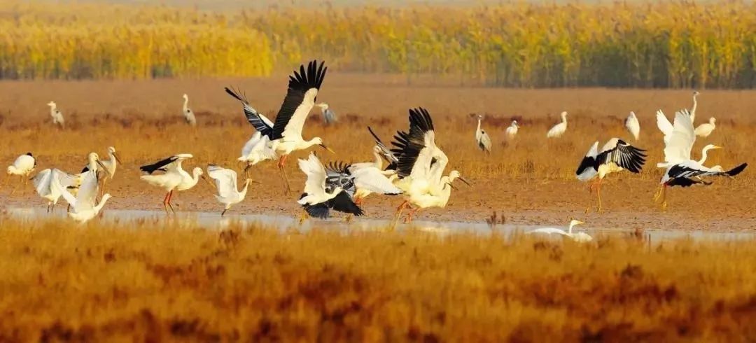 山东这两座小城，集齐了所有令人向往的美景，超级适合自驾！
