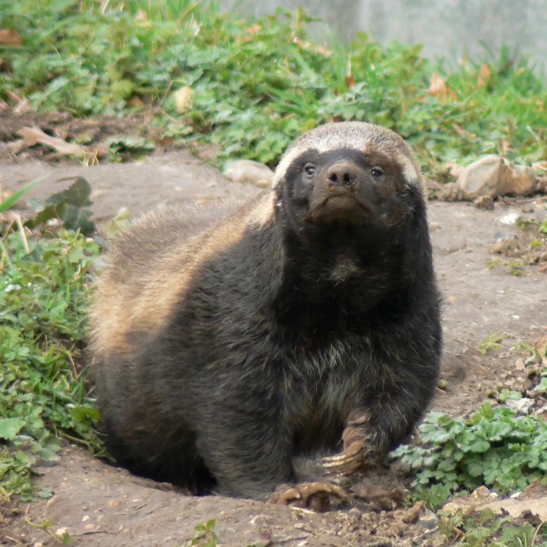 响蜜鴷视频,响蜜鴷是什么鸟
