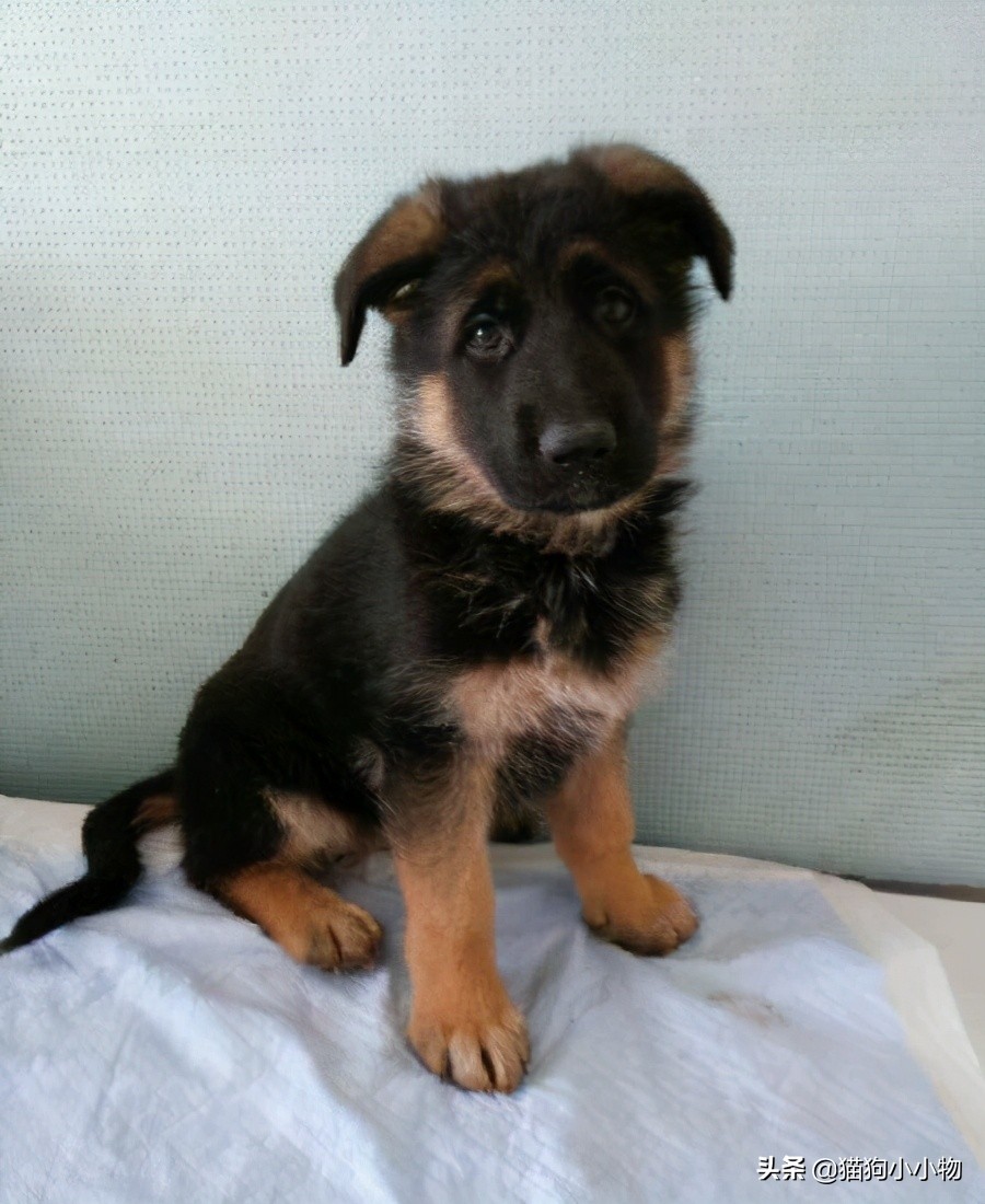 短毛德牧与长毛德牧配狗可以吗,德牧长毛智商高还是短毛德牧高