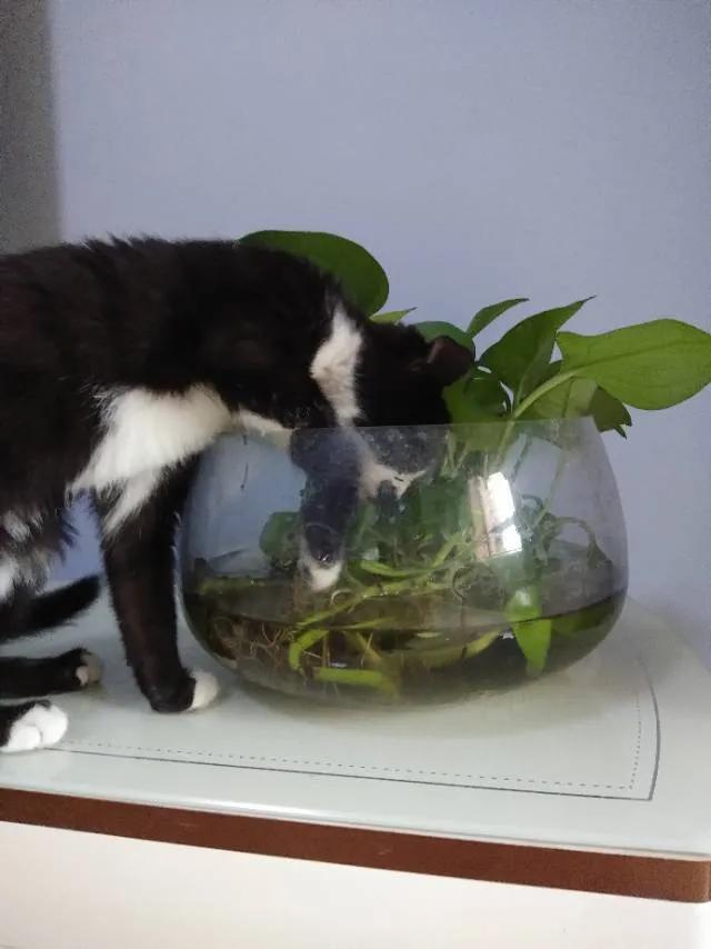 合租养猫劝退指南,《养猫劝退指南》