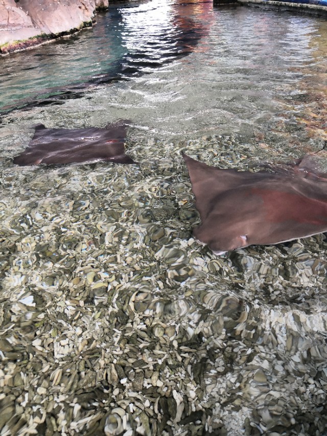 旅游珠海长隆海洋王国,畅游珠海长隆海洋王国