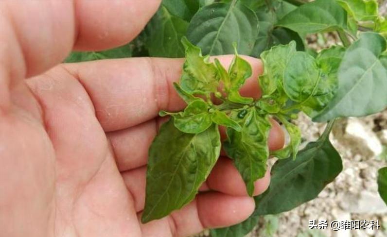 辣椒病毒病喷枯草芽孢杆菌好吗,辣椒病毒病最有效的防治方法