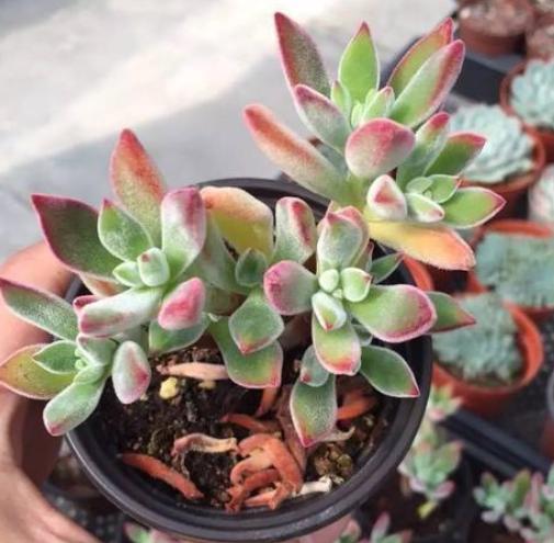 光照不够怎么养肉肉,光照不足能养兰花吗怎么养