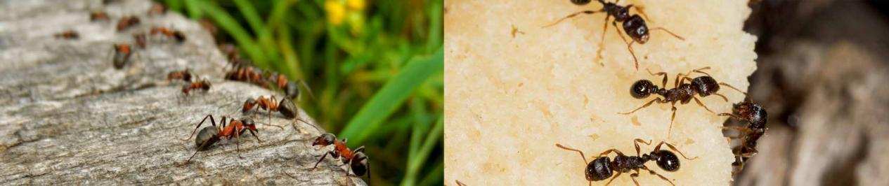 红火蚁咬人怎么消灭,红火蚁咬人怎么防治