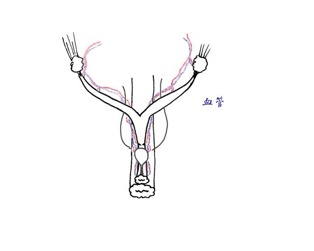 养猫必备猫咪绝育全攻略,新手养猫绝育攻略