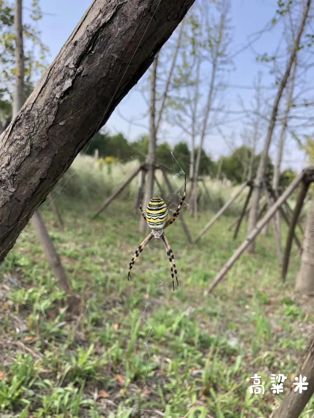 嘉北郊野公园二期,嘉北郊野公园