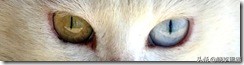 猫咪如何有大眼睛,猫咪为什么有大眼睛和小眼睛