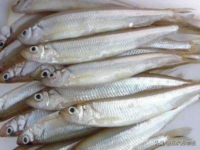 黑龙江十大特色鱼,黑龙江营养价值最高的鱼
