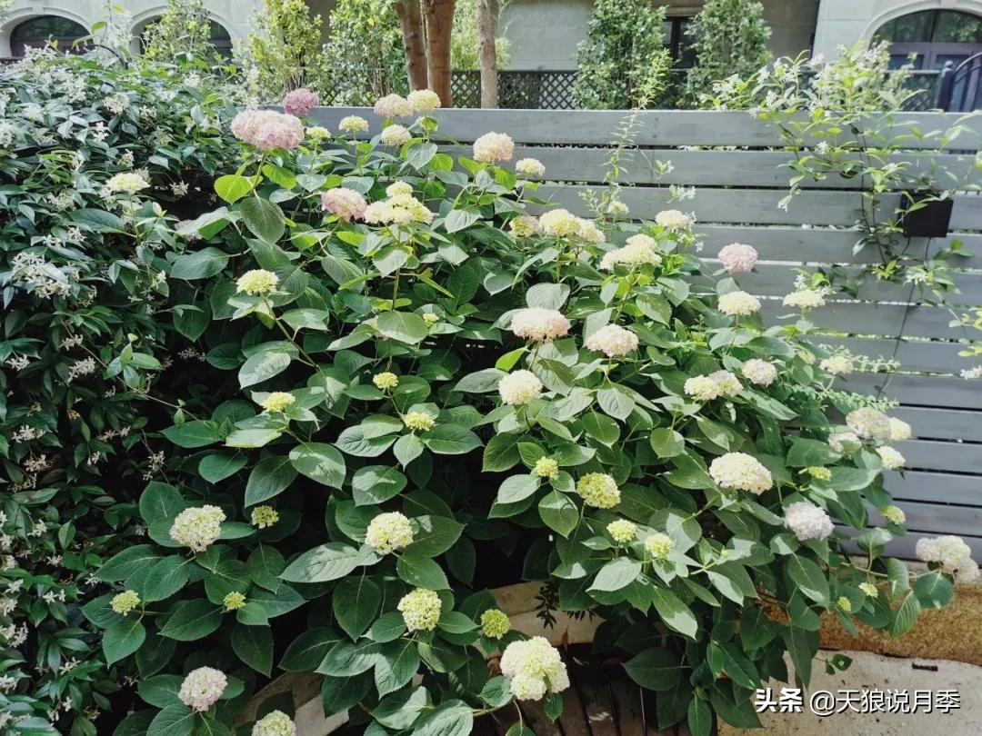 圆滚滚的绣球，瀑布般的花墙，这届花友也太会种花了吧