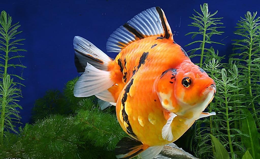 怎么知道鱼缸硝化细菌群建立了,鱼缸长绿藻是硝化细菌没建立好吗