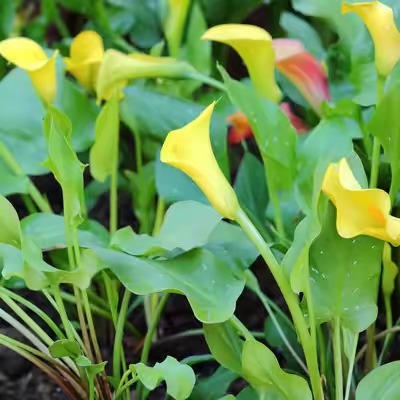 马蹄莲小苗怎么培养,马蹄莲多久长出小苗