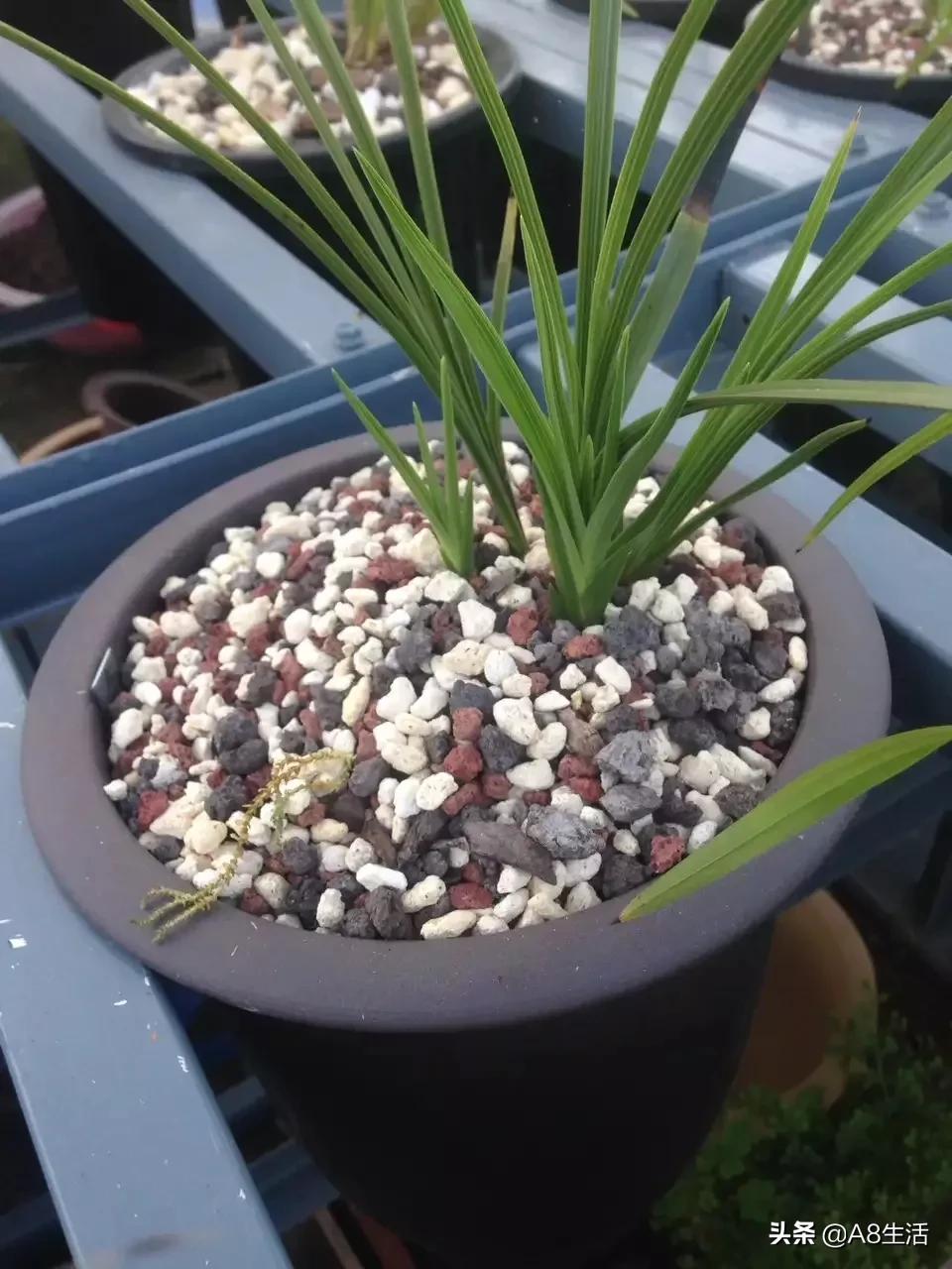 兰花蕙兰十大名品,蕙兰名品大全欣赏