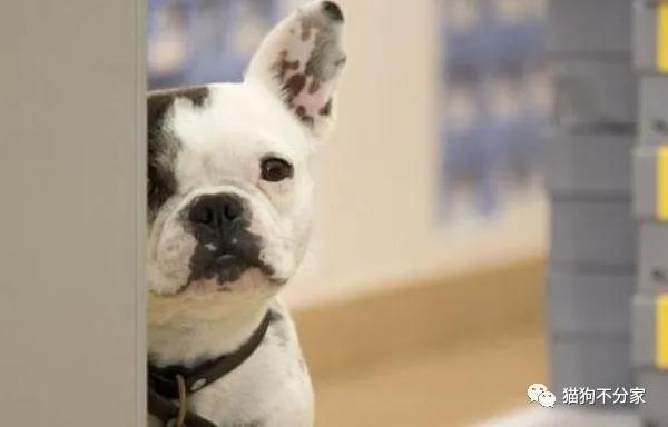 经常打狗狗会乱拉屎吗,经常打狗狗会导致肠胃不好吗