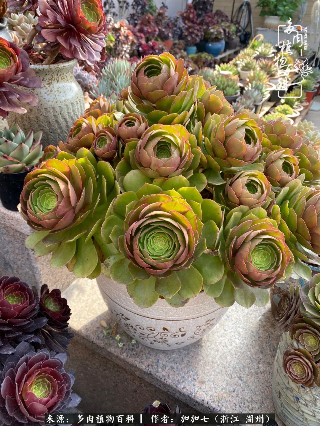 没根的法师夏天怎么养,五法师阵容