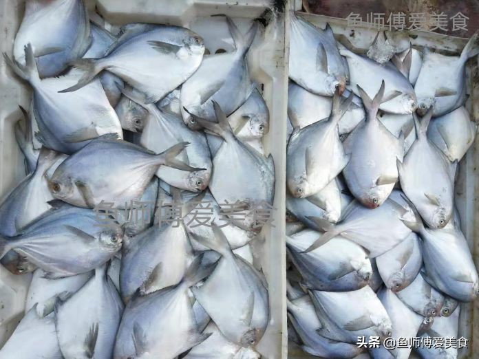 春季野生海鱼,应季野生海鱼