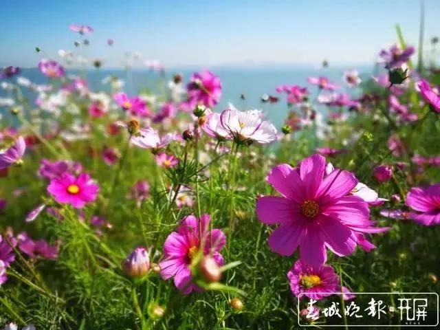 滇池边绝美花海,滇池南岸花海
