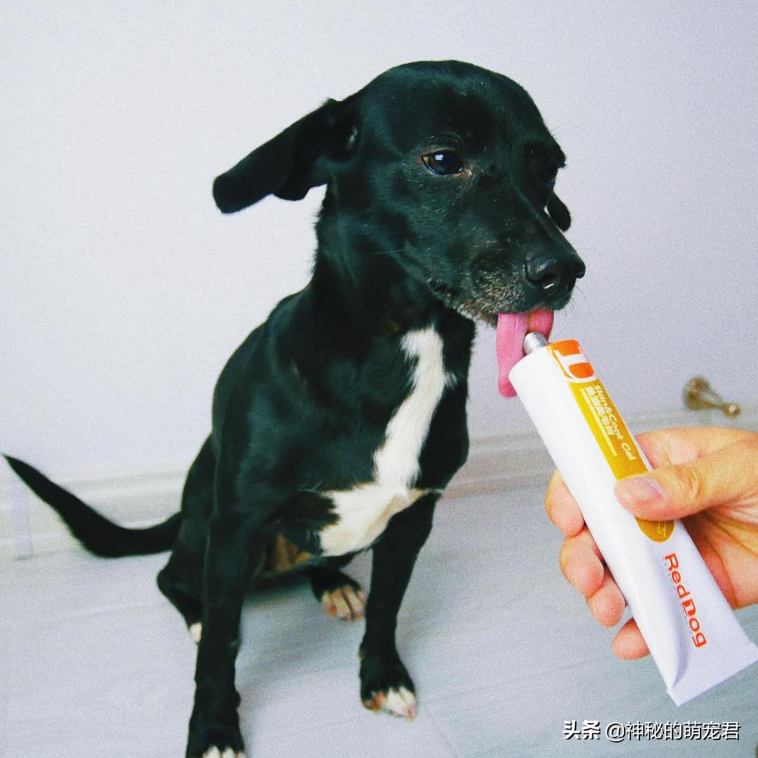 reddog红狗猫粮测评,reddog红狗鱼油美毛膏