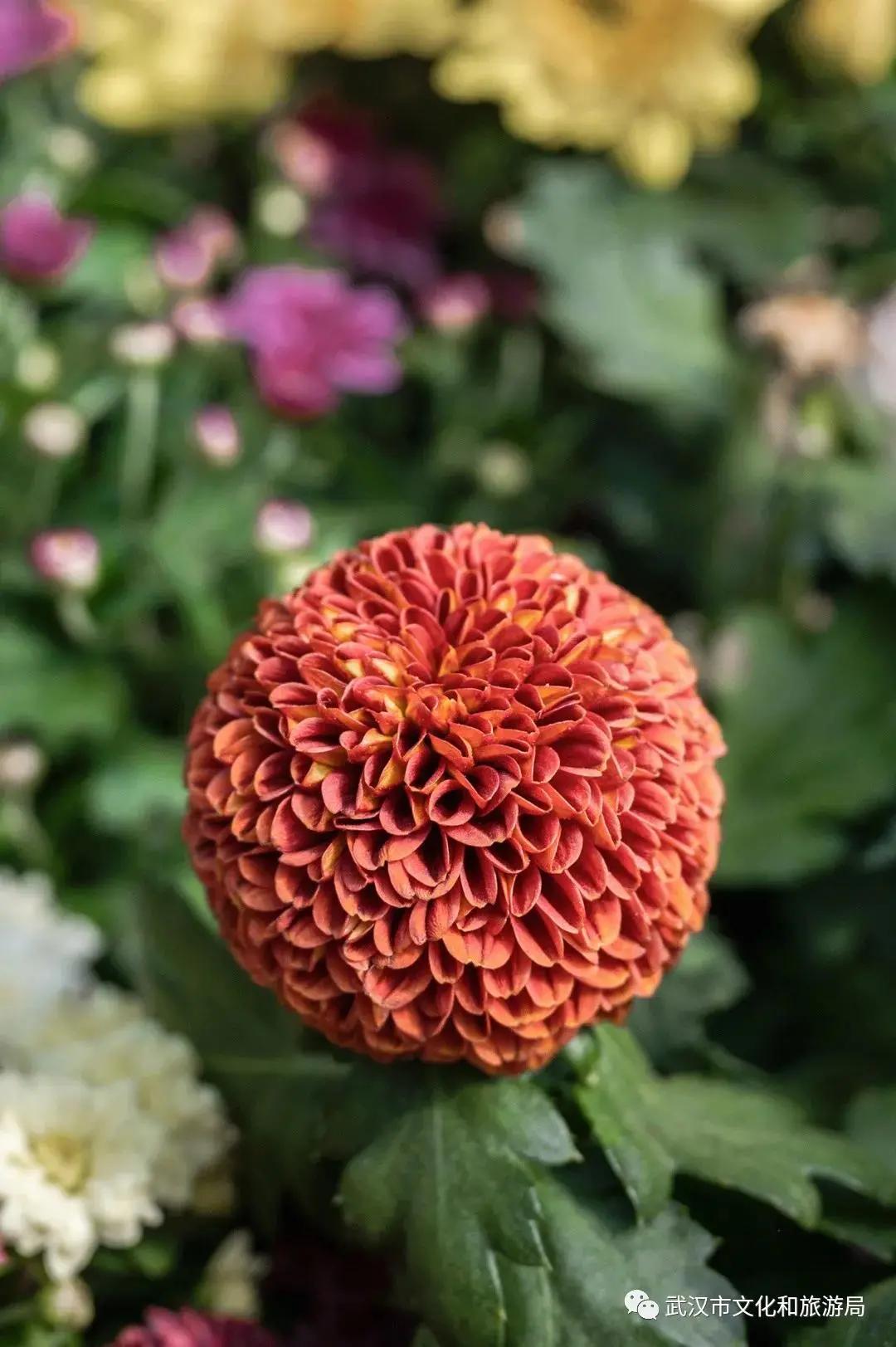 鏉ユ睙婊╄祻鑿婅姳,鑿婅姳鐑傛极