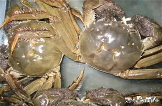 102种海鲜,营养丰富的海鲜有哪些品种