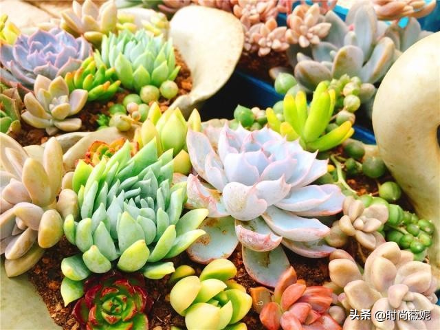 看看多肉萌新“水贴吧”的专业“10句黑话”，时常唬住“*江老**湖”