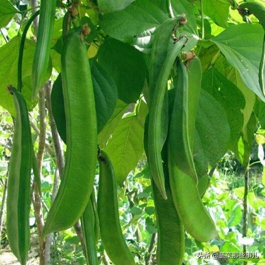 豆角用的是四季豆还是扁豆,豇豆四季豆扁豆区别