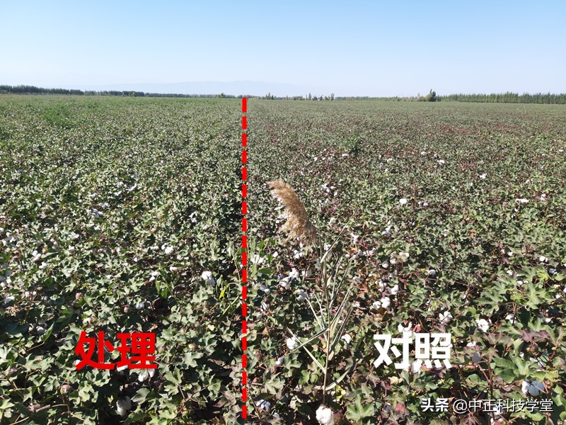 棉花黄萎病最有效的控制方法,棉花黄萎病怎样治