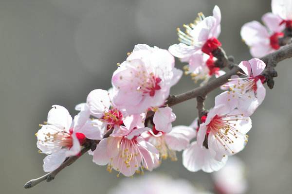 你的生日是几月对应什么花,十二个月每月的代表花及寓意