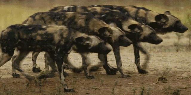 顶级捕猎者狩猎场面,狼群捕猎瞬间