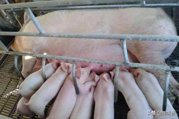 母猪掉毛严重怎么回事,母猪掉臀怎么治