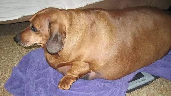 短腿狗腊肠犬,吉尼斯纪录最长的腊肠犬