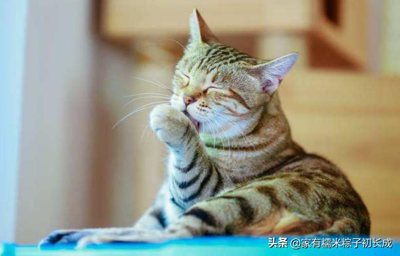 如何对付怀孕母猫,如何化解老婆和家人矛盾