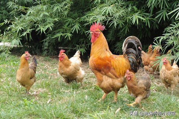 养鸡出现鸡生病了该如何处理,鸡肿头睁不开眼养鸡人该如何处理