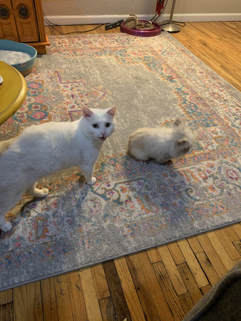 兔子霸占猫窝,兔子霸占领地