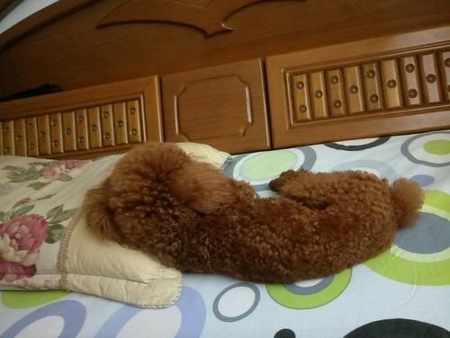 泰迪躲着你怎么办,泰迪黏主人