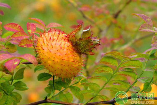 金刺梨多少钱一斤,鲜金刺梨价格