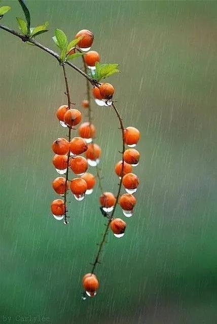 小小尘埃小小确幸是什么意思,一颗尘埃原创作品