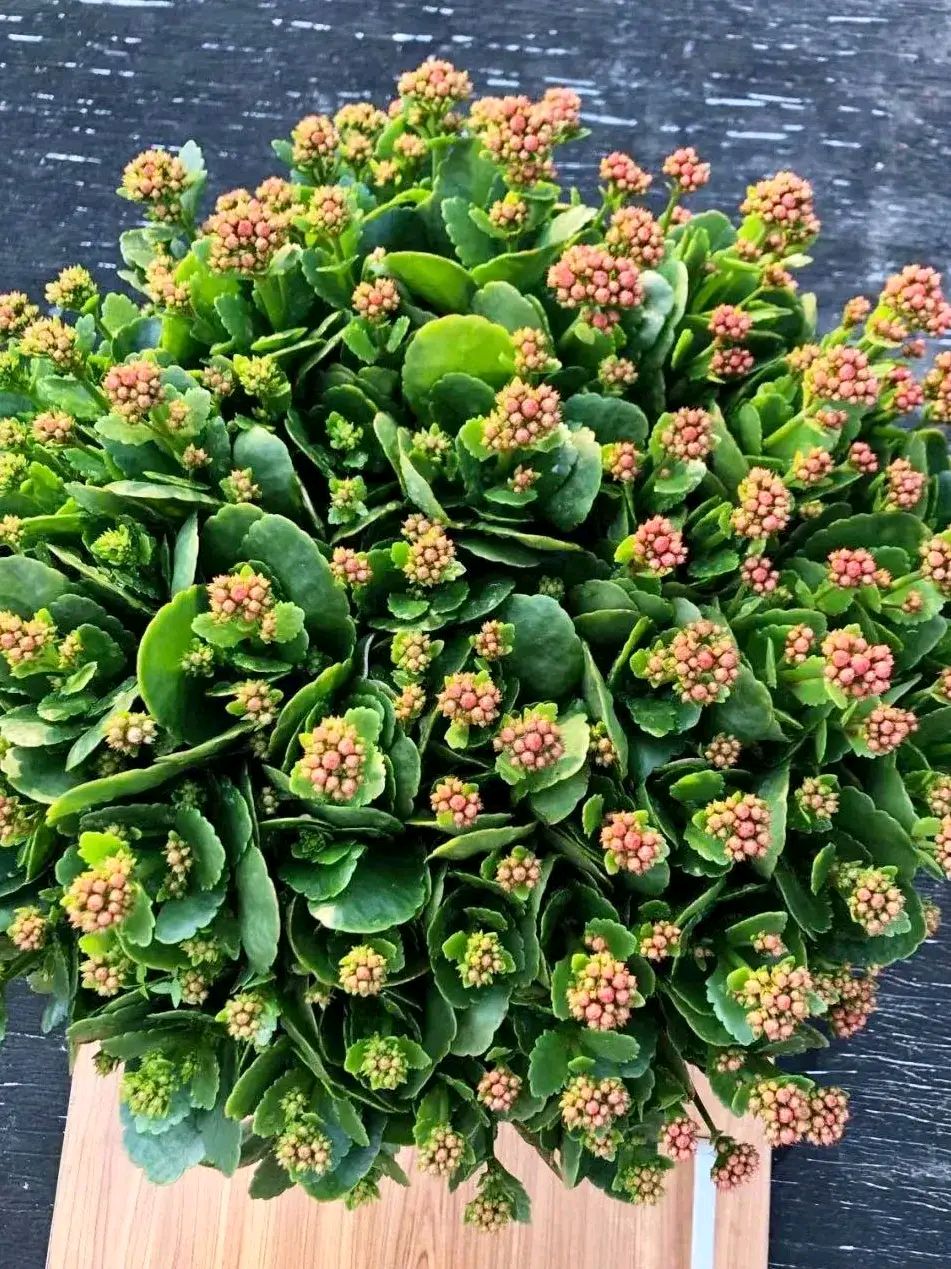 净化空气而且对身体好的花,净化空气对人身体有益的花