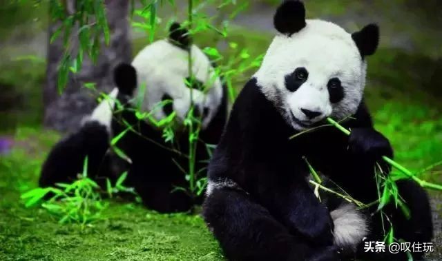 青城山六善酒店是哪个酒店旗下,青城山六善酒店禅意