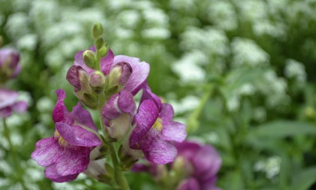 金鱼草的日常养护和注意事项,金鱼草的养殖方法和注意事项图片