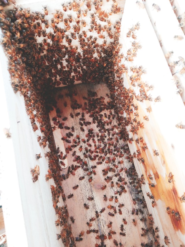 有一种蜜蜂很像蚂蚁尾部黄色,又大又黄的蜜蜂是什么